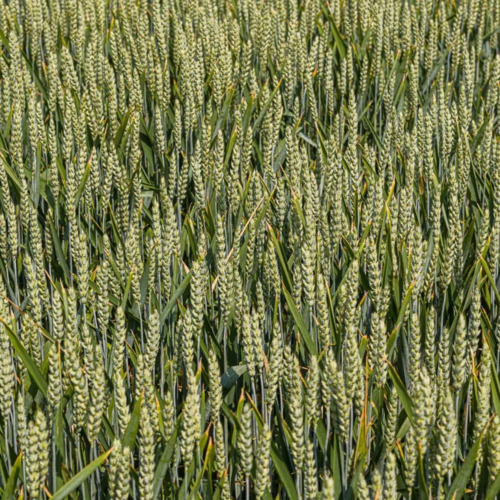 KWS DONOVAN Weizensorte KWS SAAT kws.de